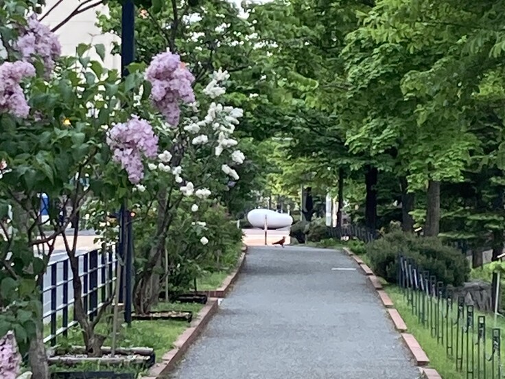 創成川沿いの風景
