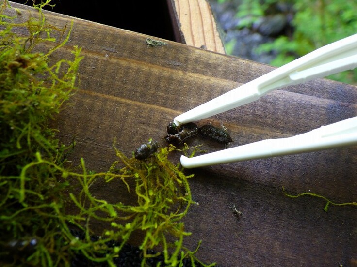 ヤマネのうんち