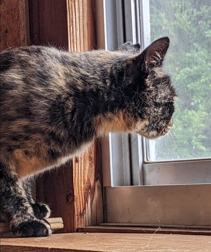 ダブルキャリアのレア