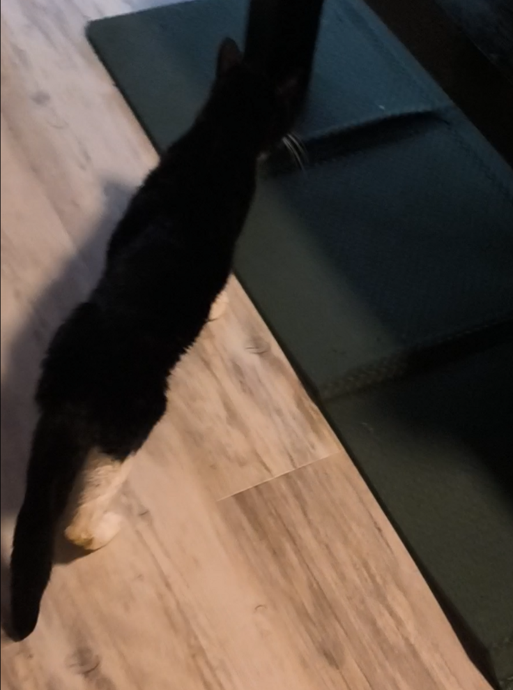 看取り中のポン太君