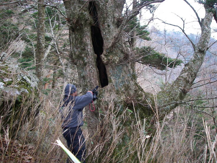 冬眠していたミズナラの大木