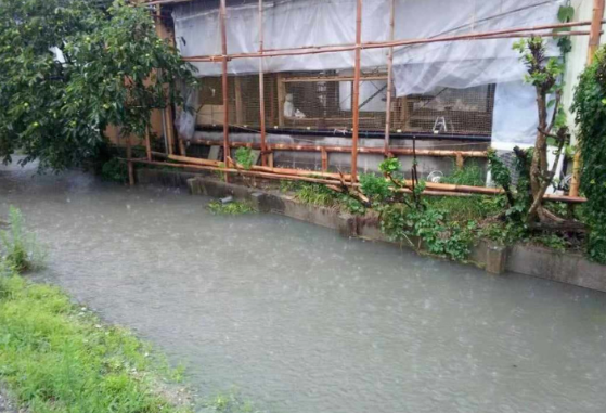 旧ネコハウスの大雨時