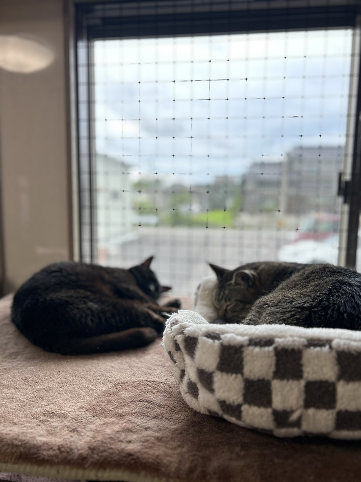 ヤング部屋。見晴らしのいい窓際は人気スポットです。