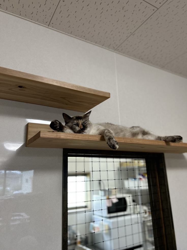 シニア部屋のぼたんちゃん。堂に入った寛ぎ方です