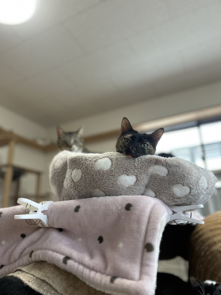 ヤング部屋。冷房が苦手な子も快適な場所を自分で探しています