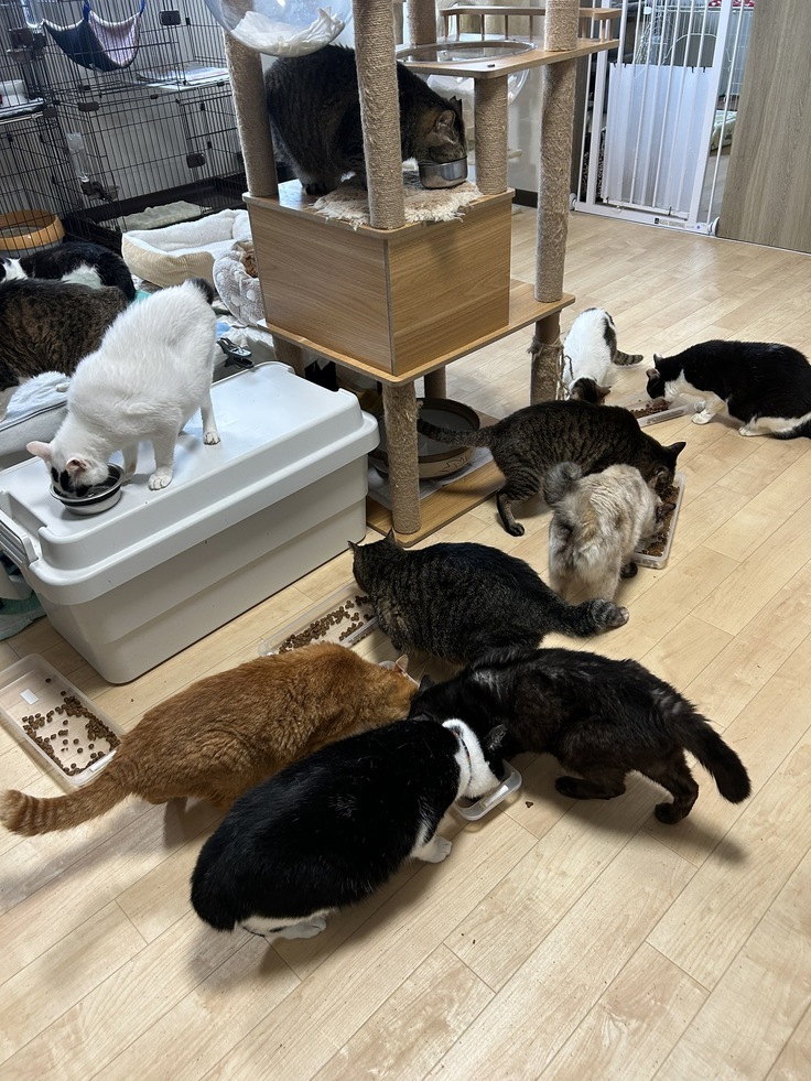 シニア部屋。食欲も安定しています