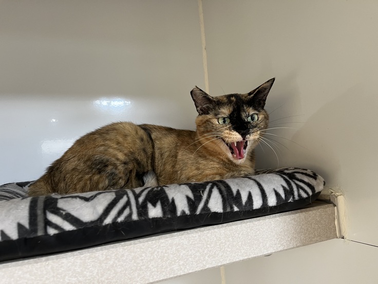 写真を撮っただけでシャーというモリタン