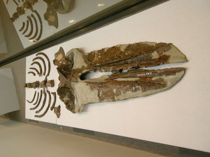 ショウバラクジラ