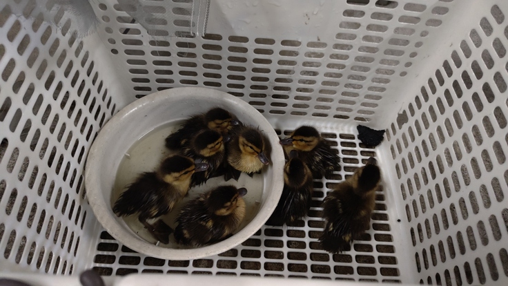 Anas platyrhynchos・雛・放鳥・南12条西10丁目で保護:中島公園:25.06.11.006.jpg