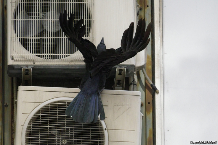 batch_IMGP84460623 (397).JPG