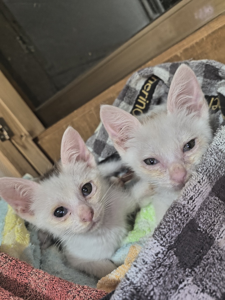 捨て猫アルメリア兄弟