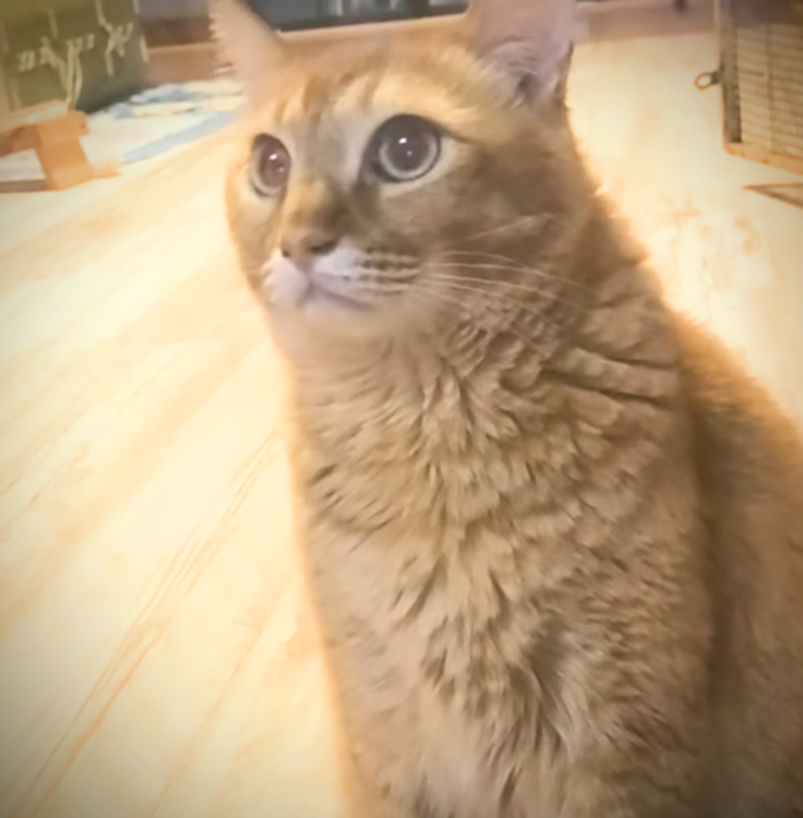 今年5歳のチャチャ君