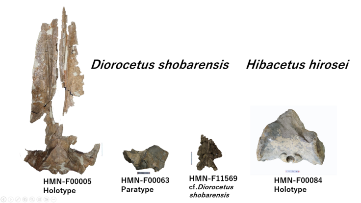 ショウバラクジラ