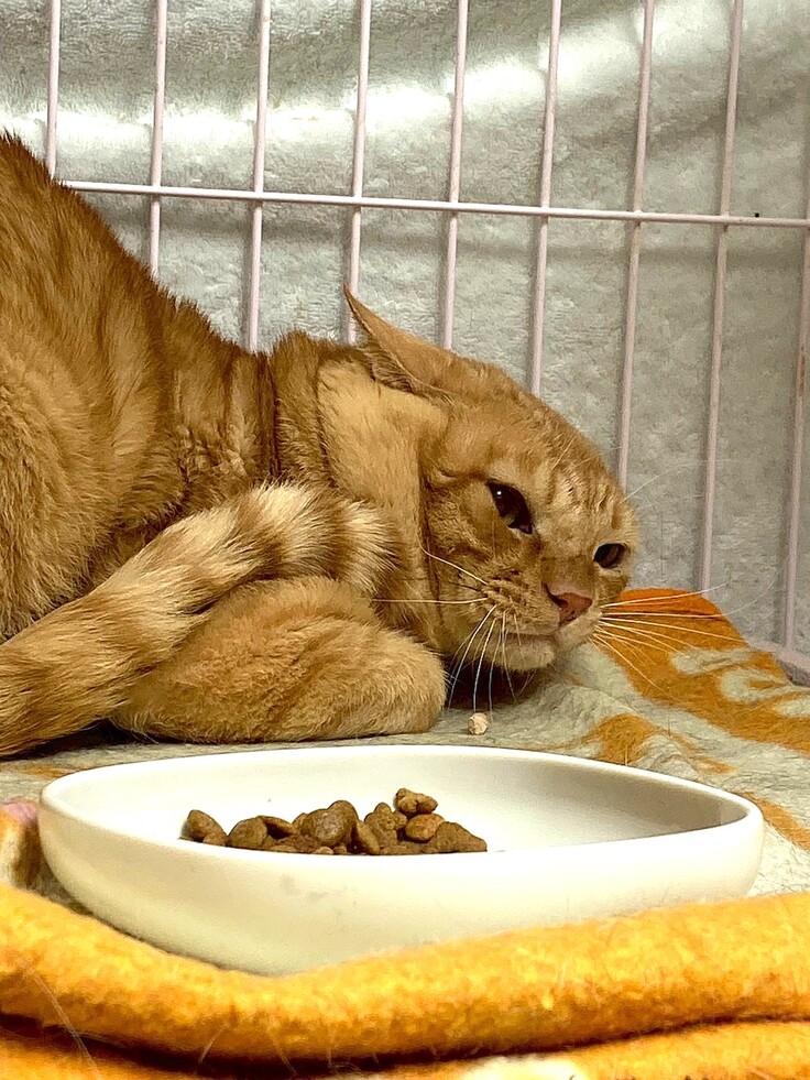 警戒心が強いあばれる君