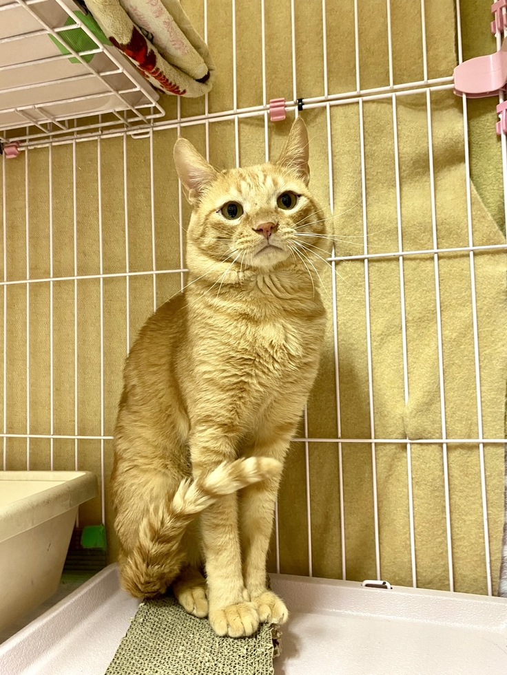 おすましあばれる君