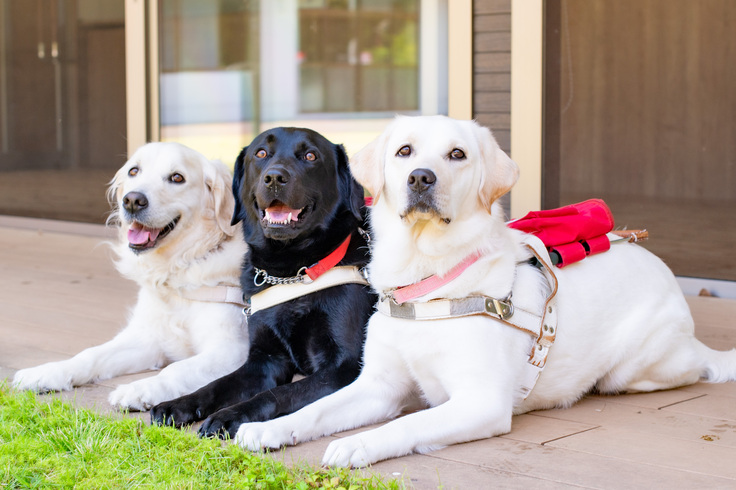 木香テラス（犬舎）の前のデッキに伏せている３頭の犬たち（奥からゴールデンレトリーバー、黒ラブ、イエローラブ。３頭ともハーネスを装着している）