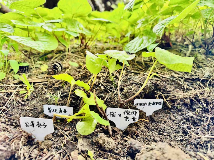 奉植された二葉葵