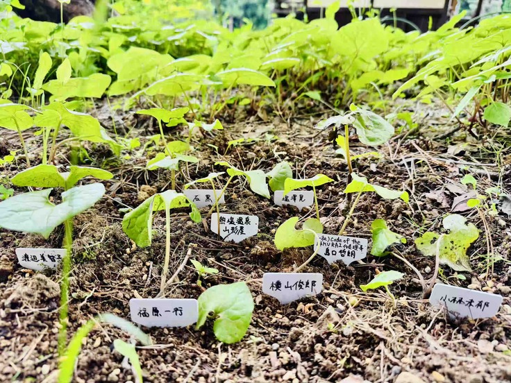 奉植された二葉葵