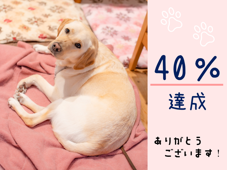 毛布の上に伏せてこちらを見上げているイエローラブの訓練犬の写真の横に「４０％達成」「ありがとうございます」と文字がデザインされている。
