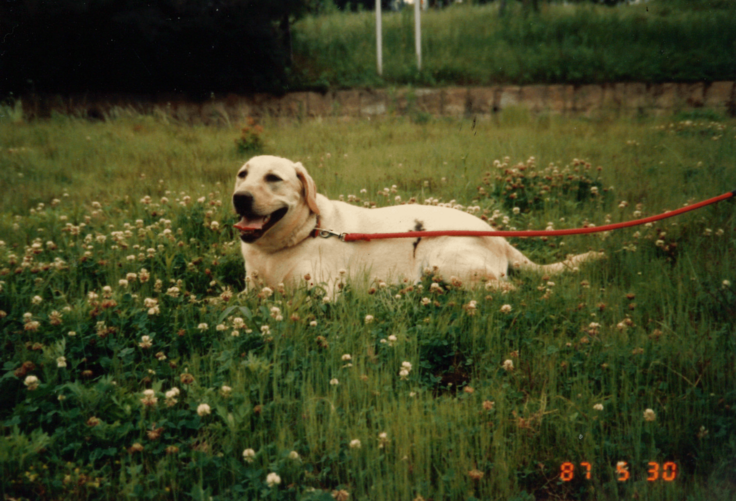 シロツメグサの花畑を散歩しているクイール