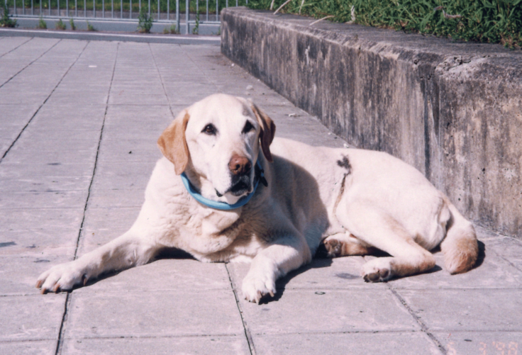 コンクリートの上に伏せてこちらを見ているクイール（引退後）