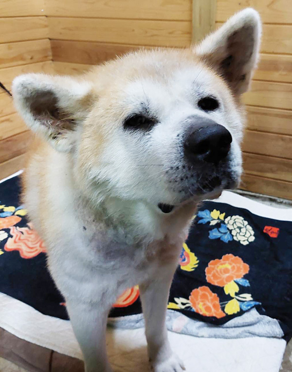 静岡に来たきりたくん