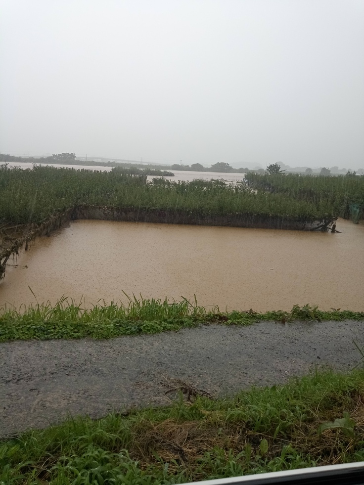 昨年7/25の降水当時の梨畑です