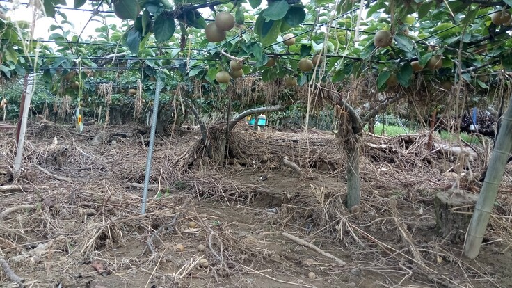 昨年7/25の降水後　現状把握した際