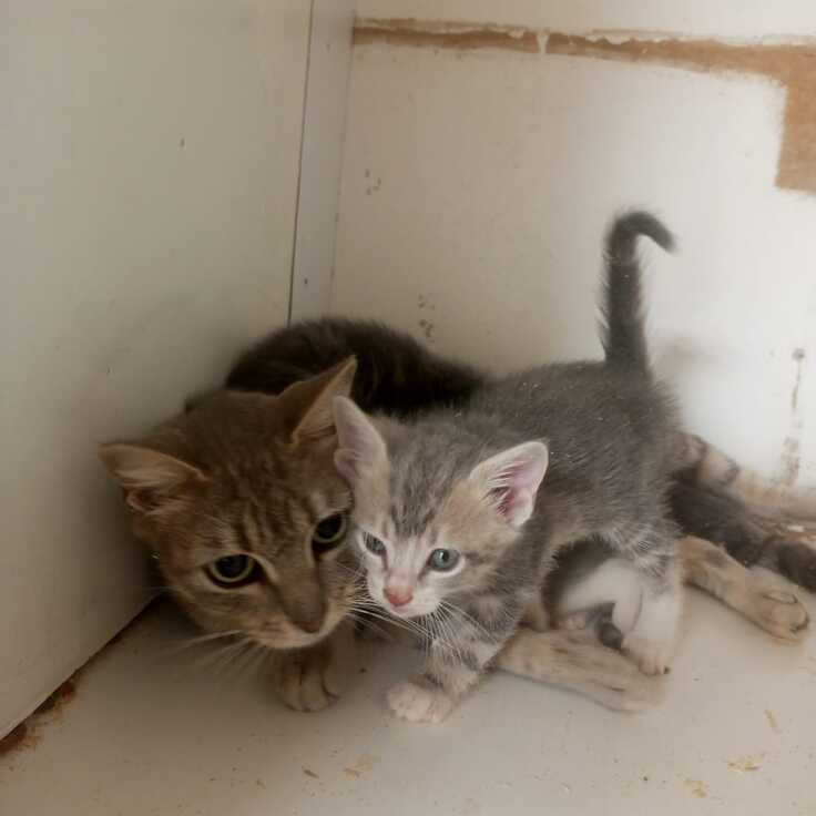 旧シェルターに保護されている母子猫