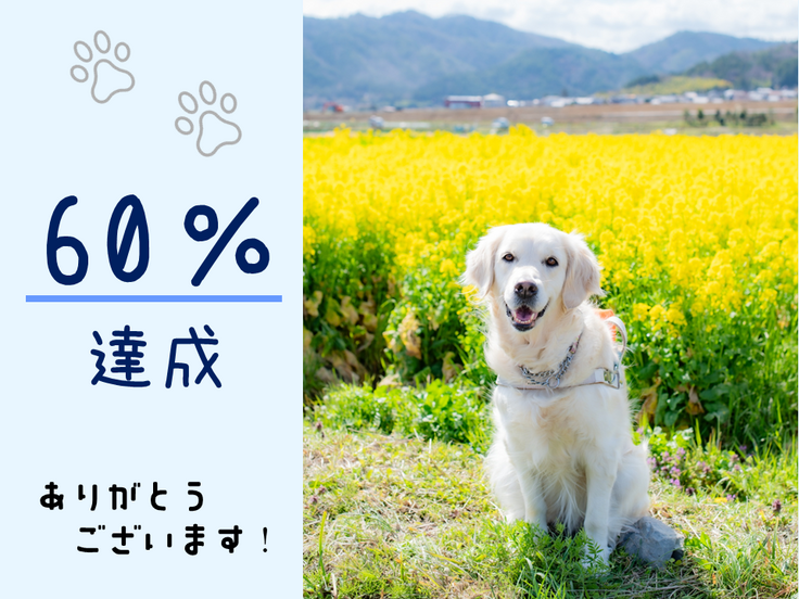 菜の花畑の前にハーネスを装着をして座っているゴールデンレトリーバーの写真に「６０％達成！ありがとうございます」の文字がデザインされている。
