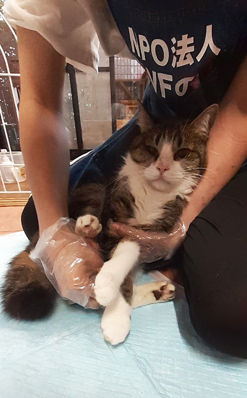 ペリくんをきれいに