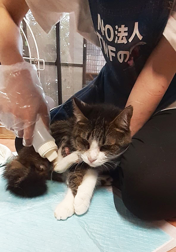 ペリくんをきれいに