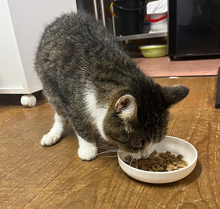 ご飯を食べるペリくん