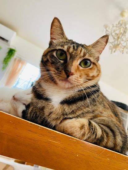 すっかり元気にクッキーちゃん