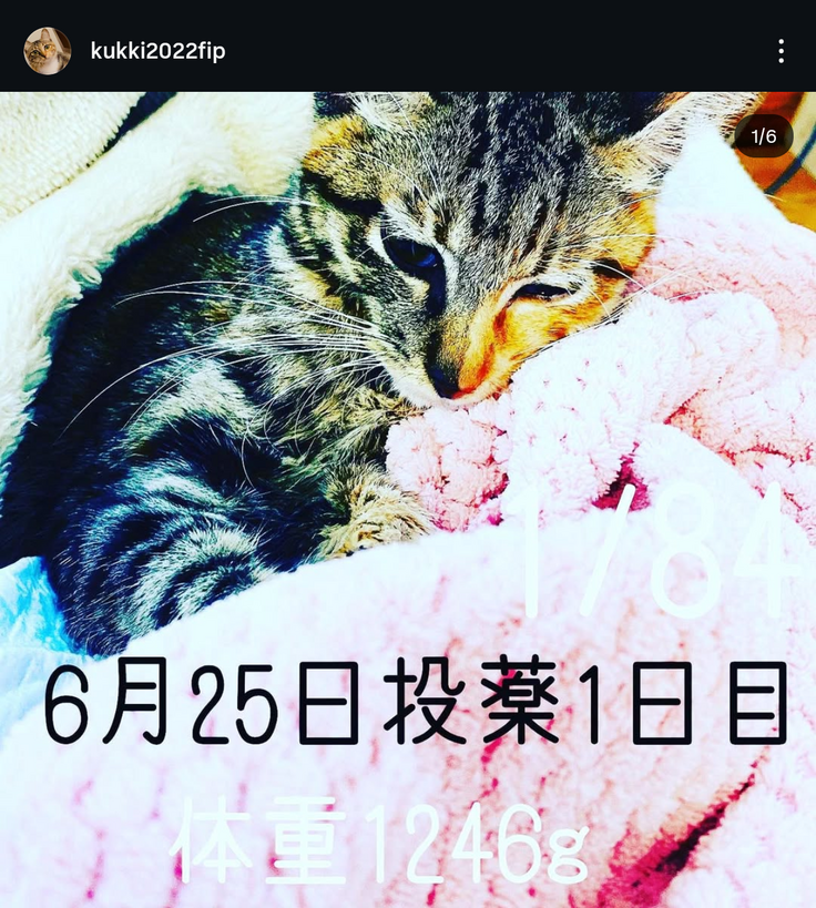 FIP投薬開始した子猫のクッキーちゃん