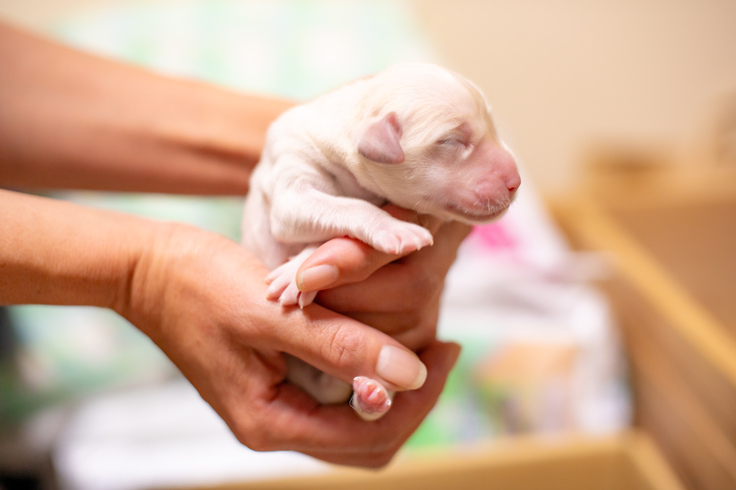 生まれたてのイエローラブの子犬を大事に包み込むように持つ職員の両手が写っている写真
