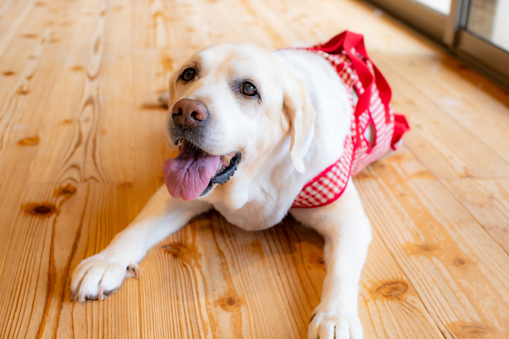 木香テラス内の見学通路で伏せているリタイア犬ヨアン。赤い介護服を着てニッコリ笑顔で写真に写っている。