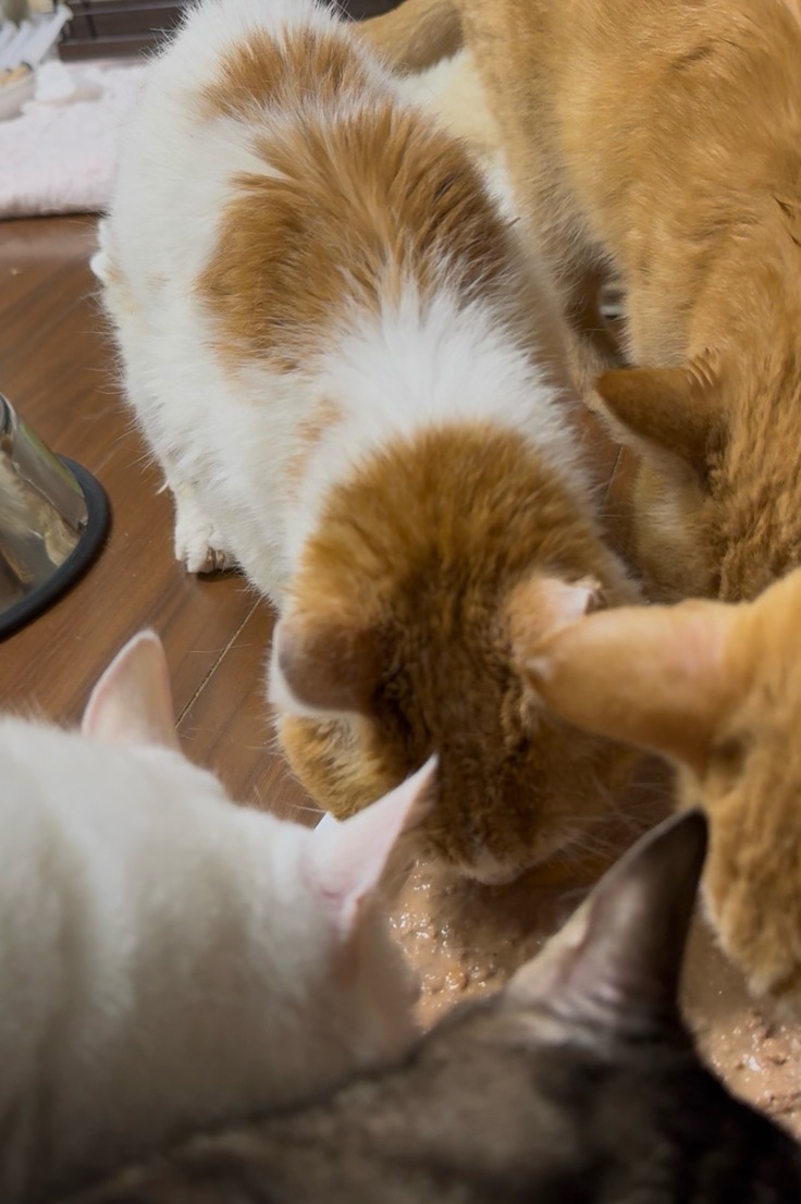 皆んなでごはん