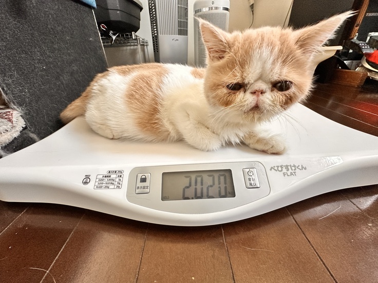 受診した頃のわさび