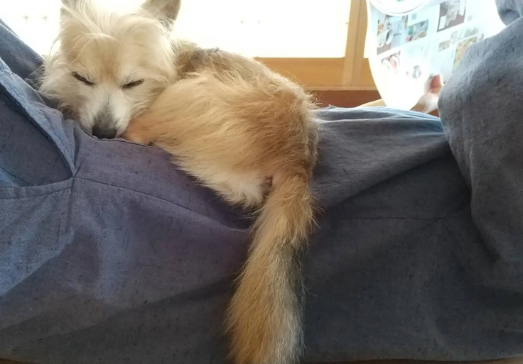 里親さんに安心しているギン