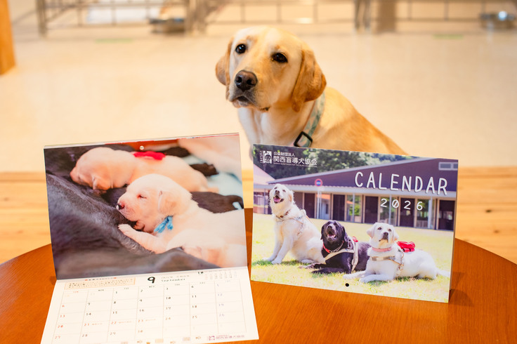 2026年の壁掛けカレンダーと一緒にイエローラブの訓練犬が写っている写真