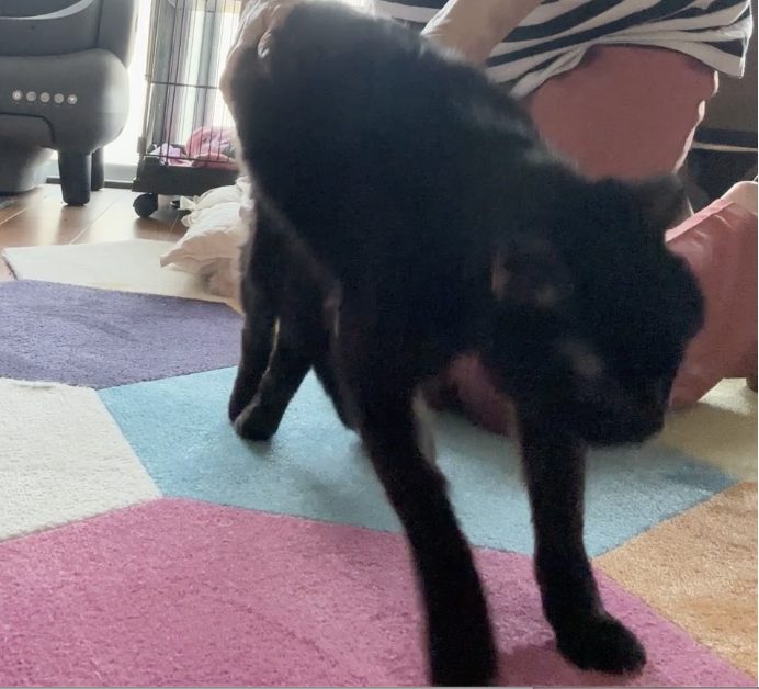 スクリーンショット 2025-08-13 0.46.12.png