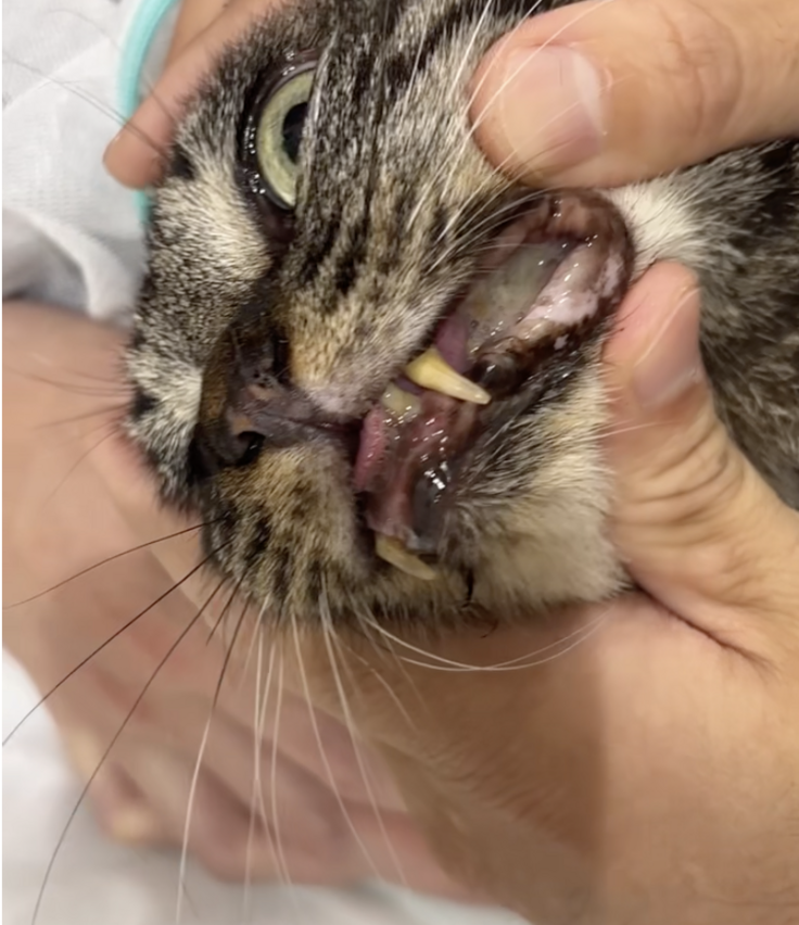 スクリーンショット 2025-08-13 18.54.28.png