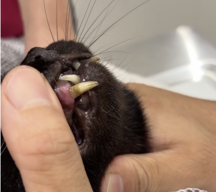 スクリーンショット 2025-08-13 19.03.55.png