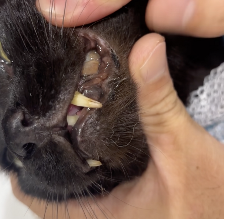 スクリーンショット 2025-08-13 19.05.55.png