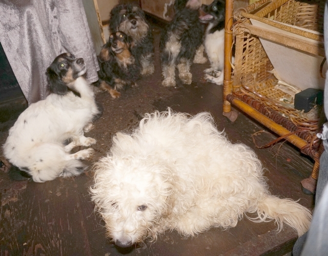 DSC00490 - コピー.JPG