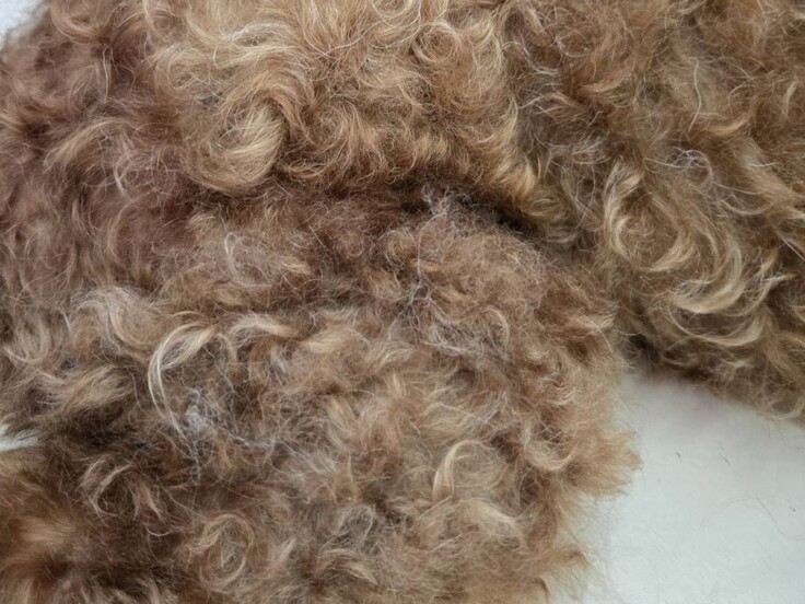 85169_0 - コピー.jpg