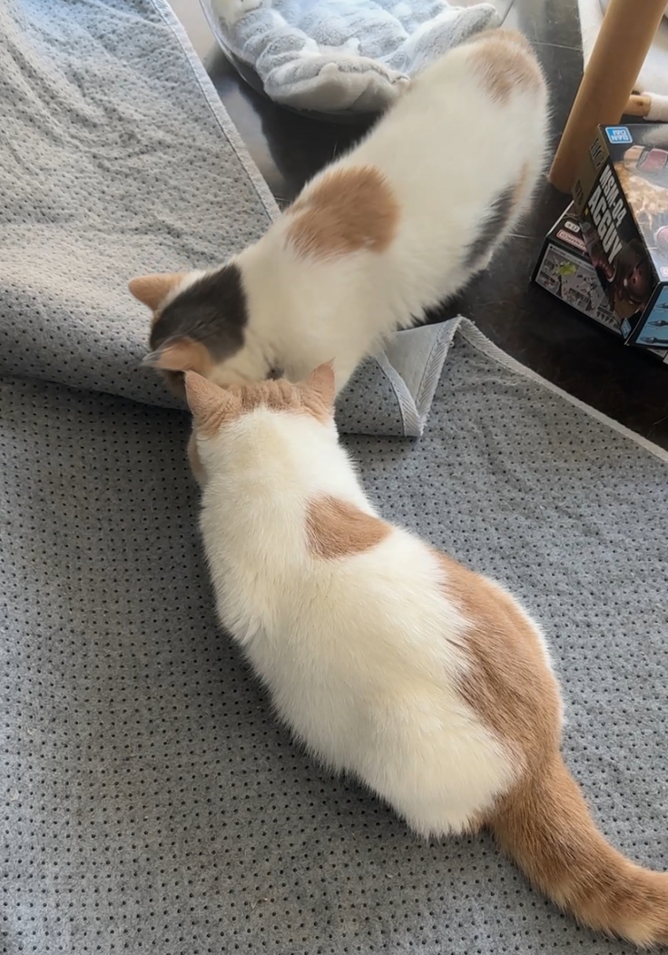 しちみと遊ぶわさび