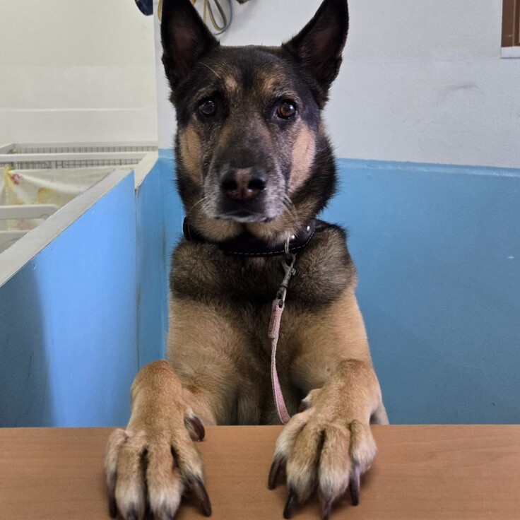 sdジュニア4 - コピー.jpg