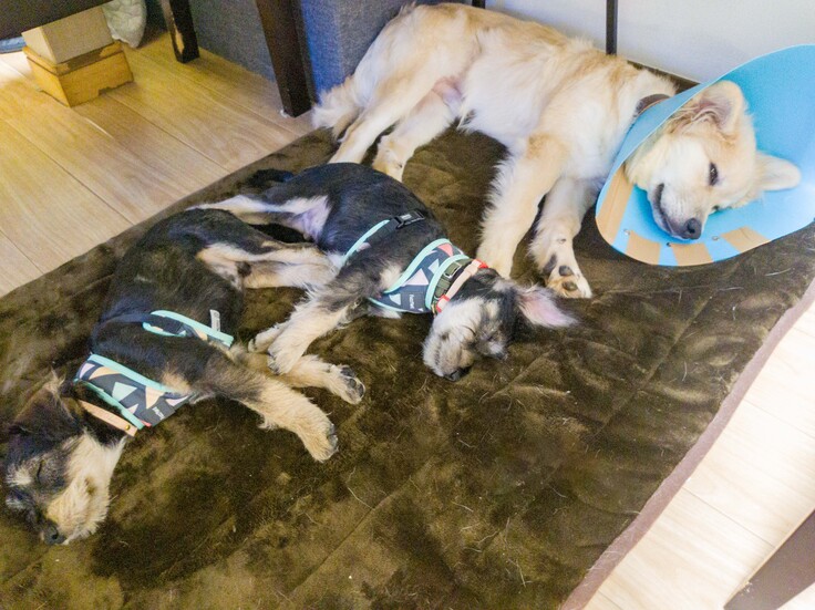 初めての預かり犬と、はぴねす出身の北斗（元バーム）